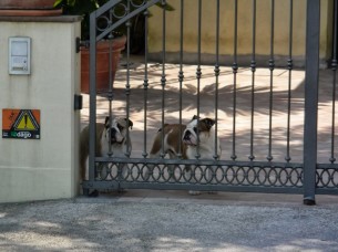 Чезаре и Сесилия - бульдоги Валентино Росси