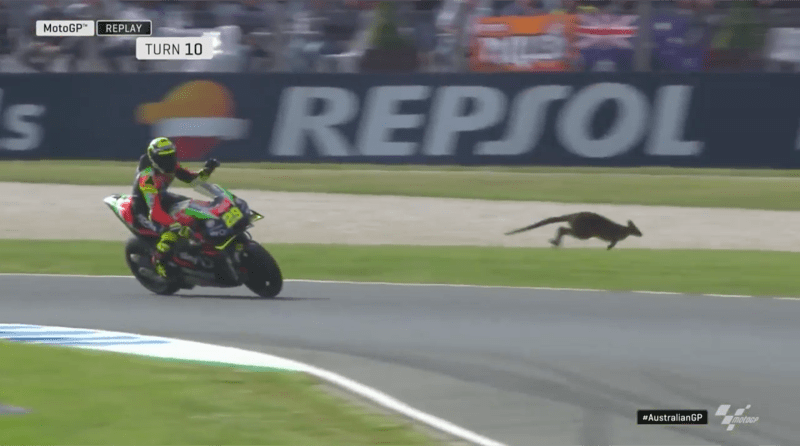 Филлип-Айленд, Андреа Ианноне и кенгуру 2019